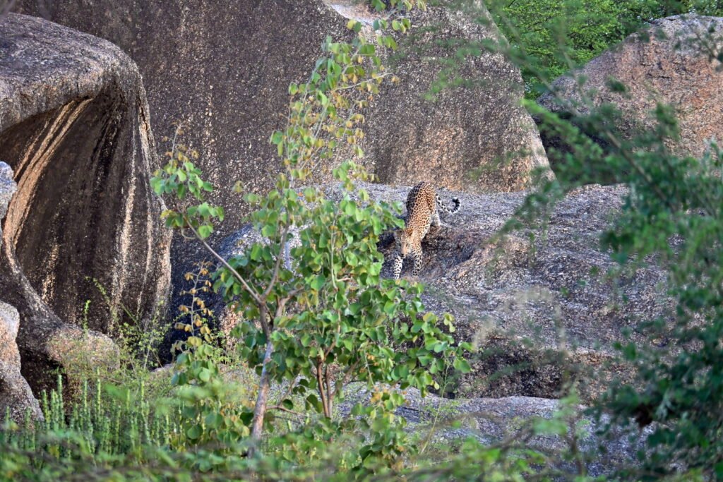 Places in India Where You Can Actually See Tigers and Leopards